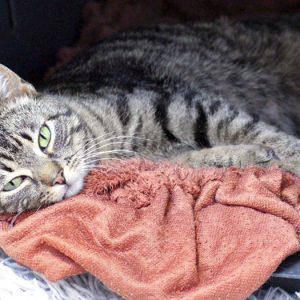 Kätzin Micra / © 2017 Arche KaNaum (DN) Kätzin Micra / © 2017 Arche KaNaum (DN)