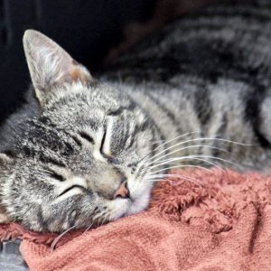 Kätzin Micra / © 2017 Arche KaNaum (DN) Kätzin Micra / © 2017 Arche KaNaum (DN)