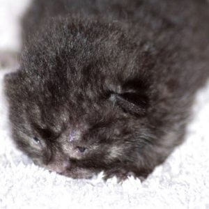 Kätzchen Streusel am 20.05.'17 / © 2017 Arche KaNaum (DN)