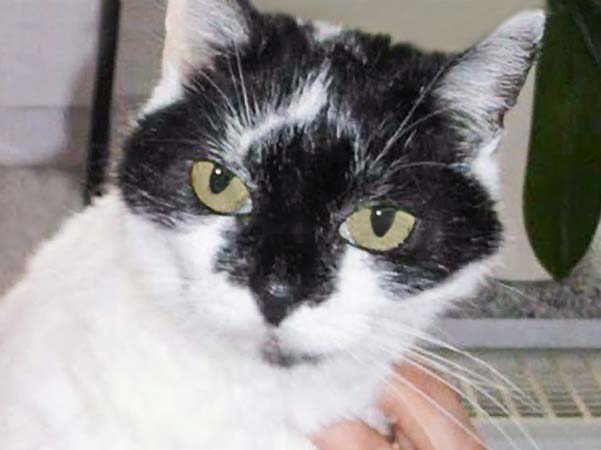 Vermisst: Kätzin Speedy / © 2017 Privat