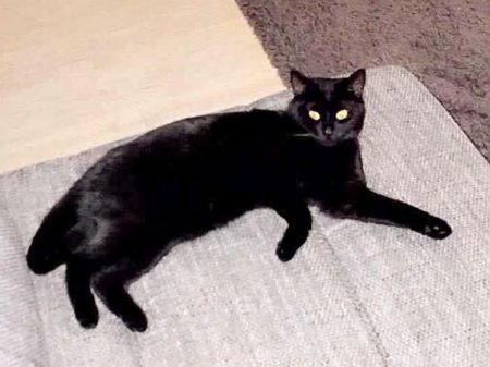 Vermisst: Kätzin Kitty / © 2017 Privat