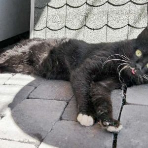 Kater Teo / © 2017 Arche KaNaum (DN)