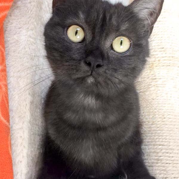 Kätzin Lobelia / © 2017 Arche KaNaum (DN)