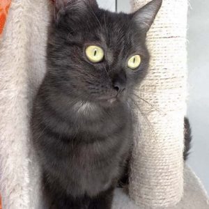 Kätzin Lobelia / © 2017 Arche KaNaum (DN)