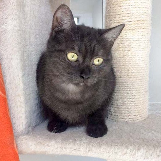 Kätzin Lobelia / © 2017 Arche KaNaum (DN)