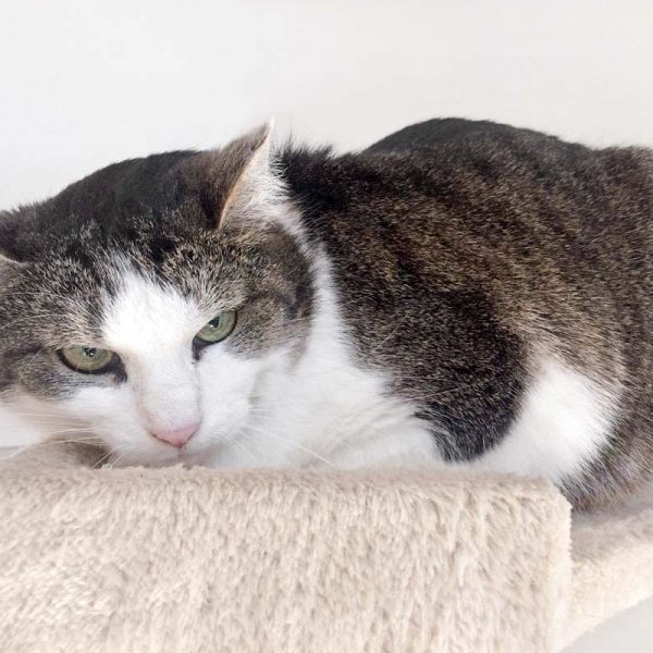 Kätzin Wanja / © 2017 Arche KaNaum (DN)