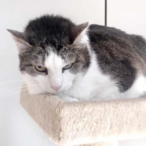 Kätzin Wanja / © 2017 Arche KaNaum (DN)