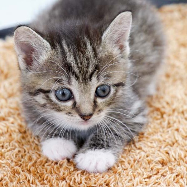 Kätzin Chantal / © 2017 Arche KaNaum (OS) Kätzin Chantal / © 2017 Arche KaNaum (OS)