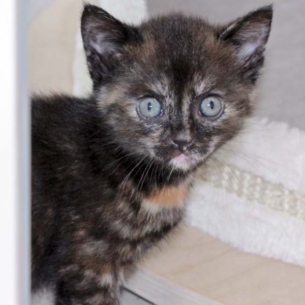 Kätzin Mandy / © 2017 Arche KaNaum (OS) Kätzin Mandy / © 2017 Arche KaNaum (OS)