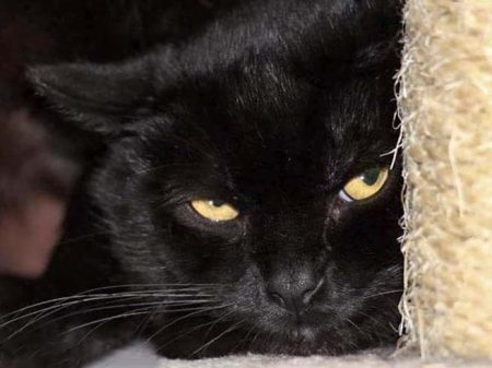 Kater Bilbo / © 2017 Arche KaNaum (OS)