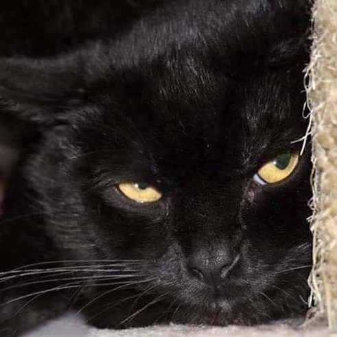 Kater Bilbo / © 2017 Arche KaNaum (OS)