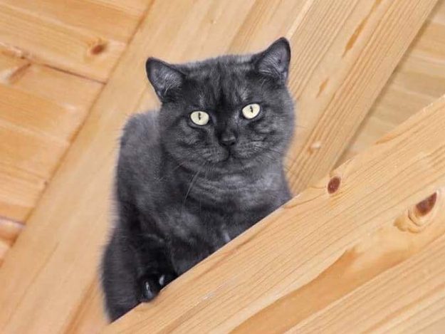 Kater Frodo / © 2017 Arche KaNaum (OS)