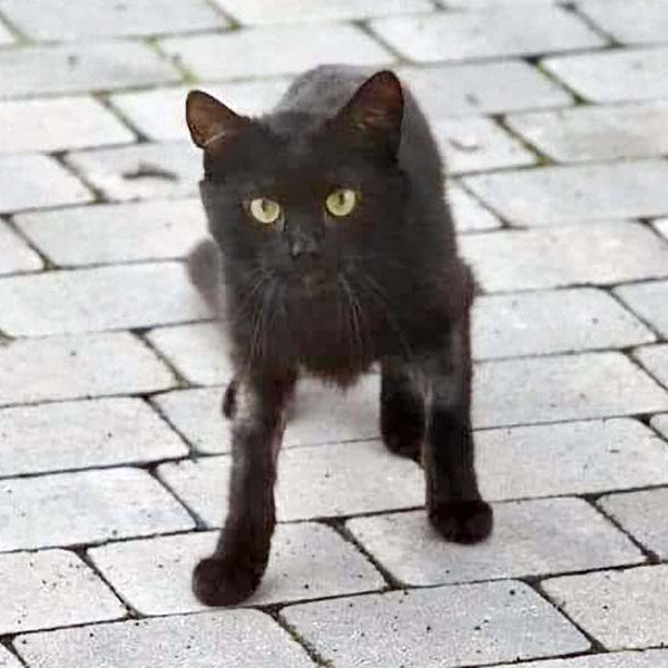 Kater Grimbold / © 2017 Arche KaNaum (OS)