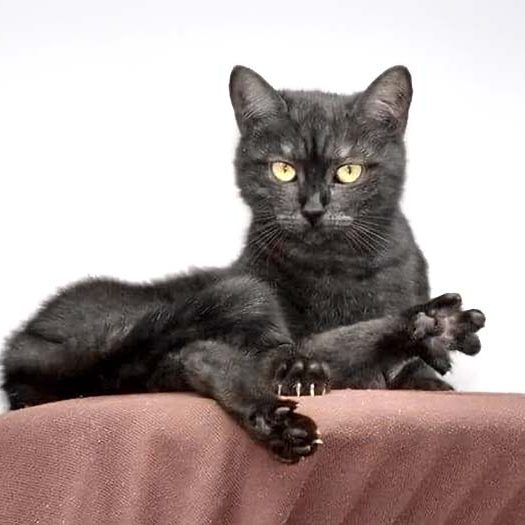 Kätzin Lobelia / © 2017 Arche KaNaum (DN)