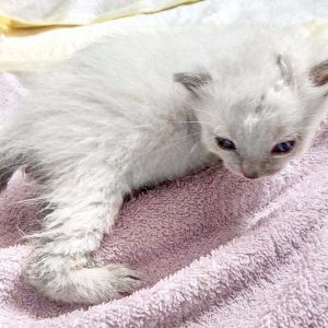Kätzchen Marshmallow / © 2017 Arche KaNaum (DN)