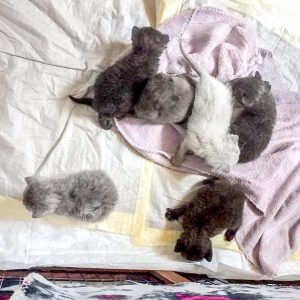 Die sechs kleinen Flaschen-Monsterchen / © 2017 Arche KaNaum (DN)