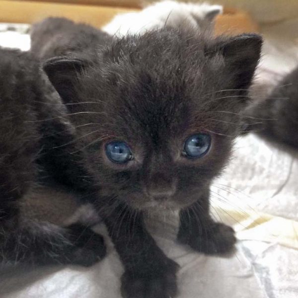 Kätzchen Nougat / © 2017 Arche KaNaum (DN)