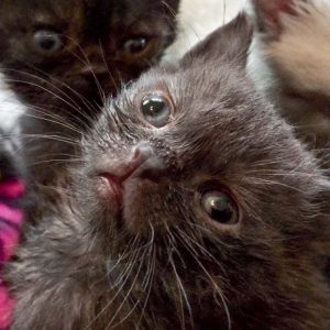 Katerchen Brownie / © 2017 Arche KaNaum (DN)