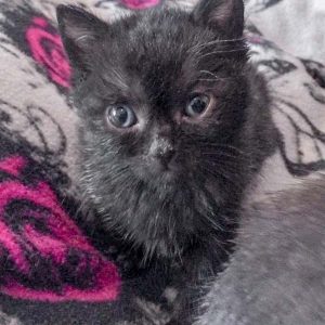 Kätzchen Cookie / © 2017 Arche KaNaum (DN)