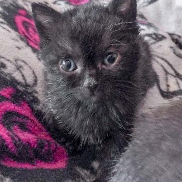 Kätzchen Cookie / © 2017 Arche KaNaum (DN)