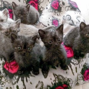 Die ganze Monsterbande auf einem Haufen ... / © 2017 Arche KaNaum (DN)