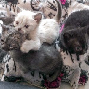 Katerchen Marshmallow (m.) / © 2017 Arche KaNaum (DN)