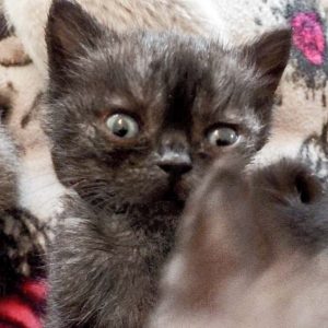 Katerchen Streusel / © 2017 Arche KaNaum (DN)