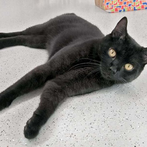 Kater Bilbo / © 2017 Arche KaNaum (OS)