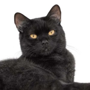 Kater Bilbo / © 2017 Arche KaNaum (NH)