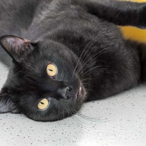 Kater Bilbo / © 2017 Arche KaNaum (NH)