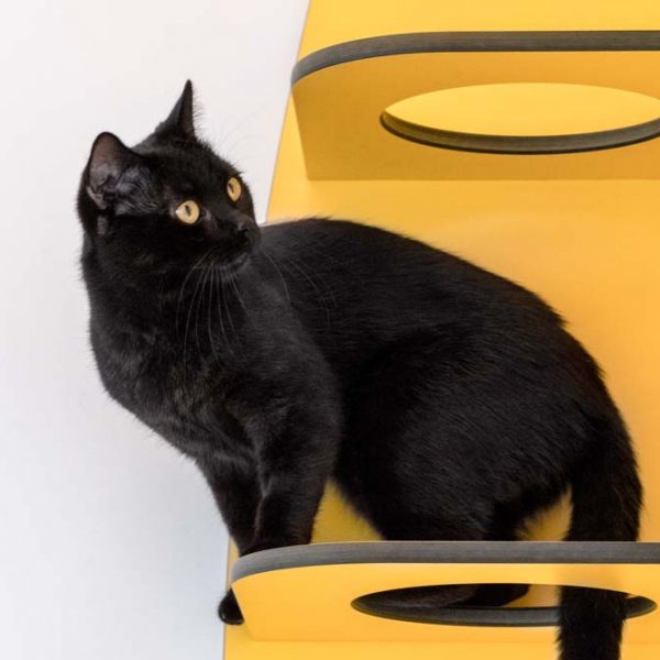 Kater Bilbo / © 2017 Arche KaNaum (NH)