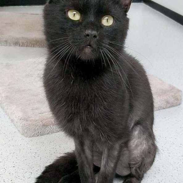 Kater Grimbold / © 2017 Arche KaNaum (OS)