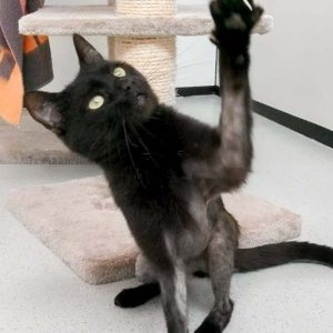 Kater Grimbold / © 2017 Arche KaNaum (OS)