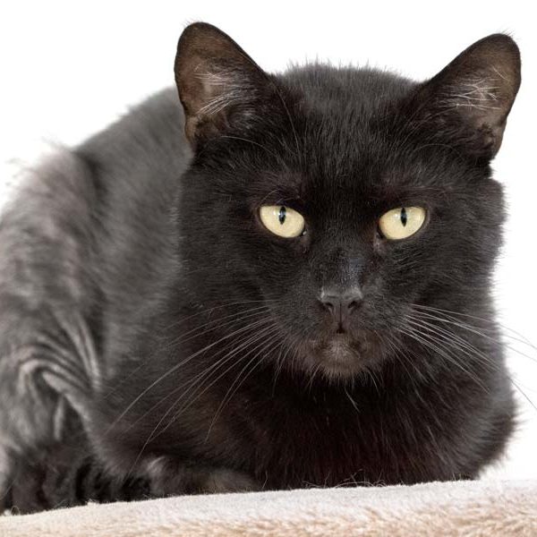 Kater Grimbold / © 2017 Arche KaNaum (NH)