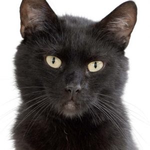 Kater Grimbold / © 2017 Arche KaNaum (NH)