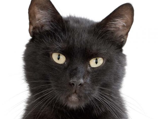 Kater Grimbold / © 2017 Arche KaNaum (NH)