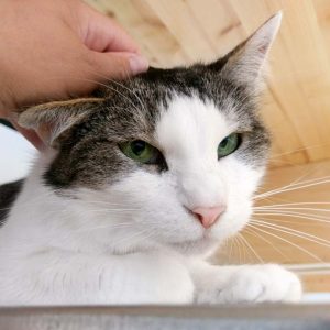 Kätzin Wanja / © 2017 Arche KaNaum (OS)