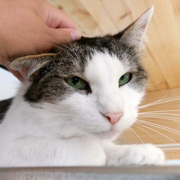 Kätzin Wanja / © 2017 Arche KaNaum (OS) Kätzin Wanja / © 2017 Arche KaNaum (OS)