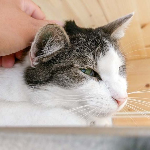 Kätzin Wanja / © 2017 Arche KaNaum (OS) Kätzin Wanja / © 2017 Arche KaNaum (OS)