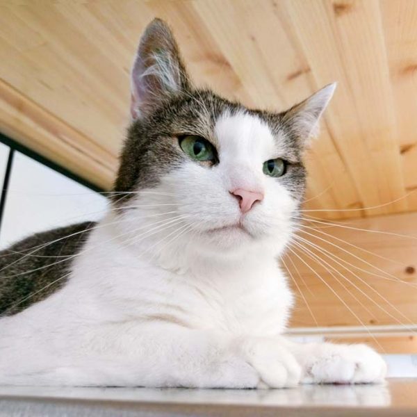 Kätzin Wanja / © 2017 Arche KaNaum (OS) Kätzin Wanja / © 2017 Arche KaNaum (OS)