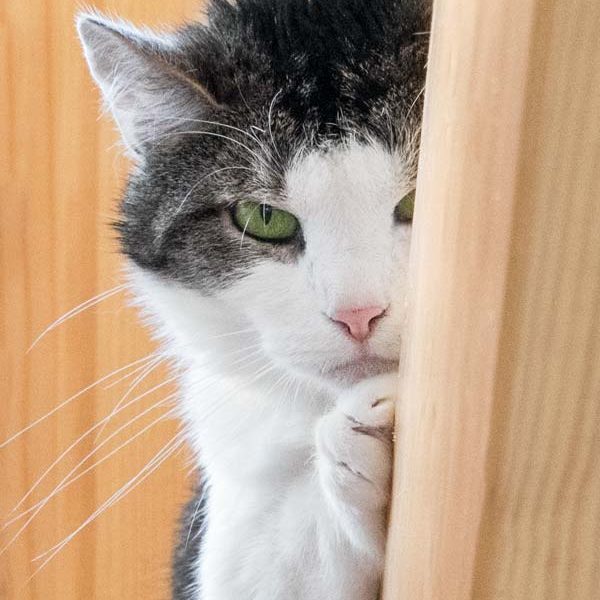 Kätzin Wanja / © 2017 Arche KaNaum (NH) Kätzin Wanja / © 2017 Arche KaNaum (NH)