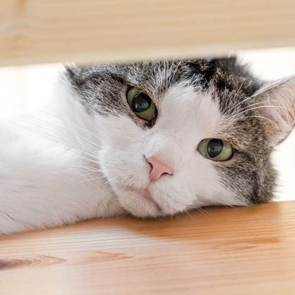 Kätzin Wanja / © 2017 Arche KaNaum (NH) Kätzin Wanja / © 2017 Arche KaNaum (NH)