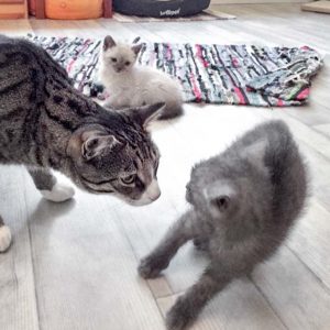 .... doch "plötzlich" taucht der Zieh-Onkel bei Keks auf ... / © 2017 Arche KaNaum (DN)