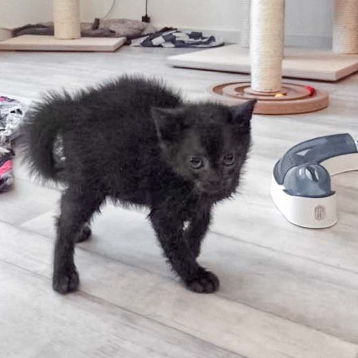 ... der dann auch gleich noch Nougat mit ansteckt ... / © 2017 Arche KaNaum (DN)