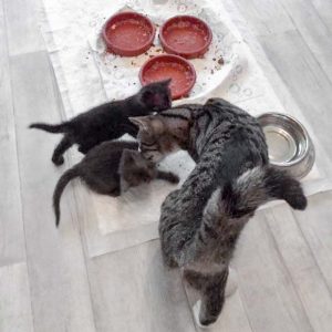 Aber der nette Onkel weiss schon, wie man die kleinen Flaschenbürsten wieder beruhigt / © 2017 Arche KaNaum (DN)