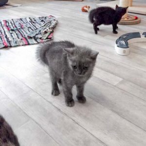 Großes Entsetzen bei Keks ... / © 2017 Arche KaNaum (DN)