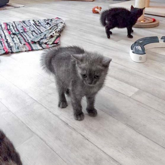 Großes Entsetzen bei Keks ... / © 2017 Arche KaNaum (DN)