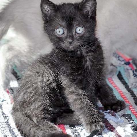 Kätzin Cookie / © 2017 Arche KaNaum (DN)