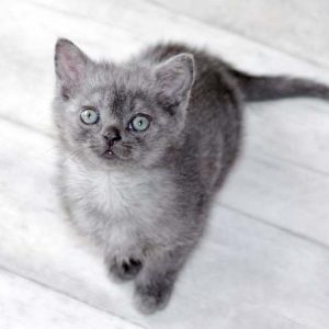 Kätzin Keks / © 2017 Arche KaNaum (DN)