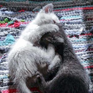 Katerchen Marshmallow (l.) mit Schwester Nougat / © 2017 Arche KaNaum (DN)